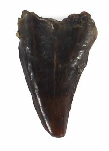 Avisaurus (Bird Lizard) Tooth - Hell Creek Formation #44947